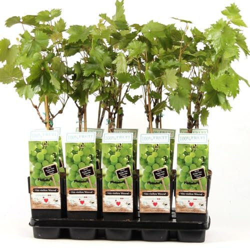 Fruit Vitis (Grape) Himrod - High-Yield Seedless Grape Vine | Sweet Green Grapes for Desserts or Wine | Vigorous Garden Feature - 2X 15cm Potted Plants by Thompson & Morgan