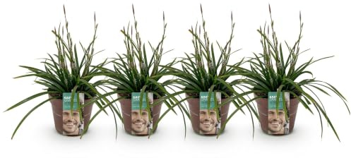 GreenboutiQ - Graminées Ornementales - Carex morrowii Irish Green - Vert & Jaune - 4 Plantes - Persistante - Peu d'Entretien - Pot de 17 cm Hauteur 50 cm