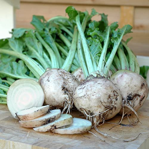 White Beetroot Seeds 'Albina Vereduna' Globe Beta vulgaris Hardy Annual Easy to Grow Your Own Outdoor Garden Vegetable Plants (Approx. 250 Seeds) by Thompson and Morgan