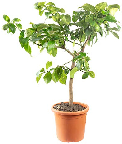 Zitrone 'Meyer' - Citrus x meyeri - Höhe ca. 70 cm, Topf-Ø 22 cm