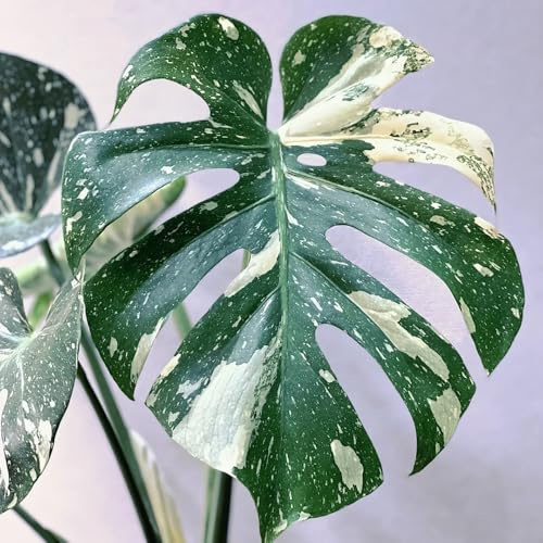 Semillas de Monstera, de interior purificadoras de aire Semillas de Monstera Deliciosa Variegata, de exóticas 250pcs