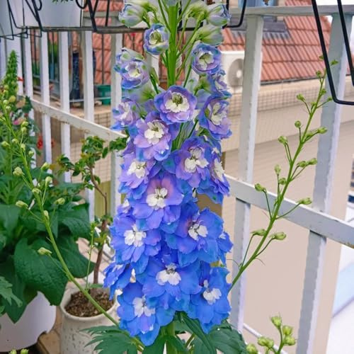 Semi di Delphinium-perenni resistenti e perenni per esterni da balcone-da piantare semi di 300pcs