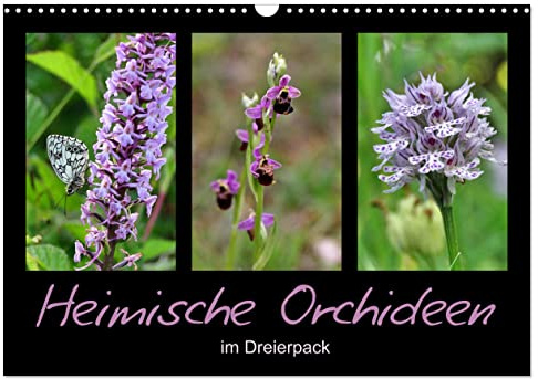 Heimische Orchideen im Dreierpack (Wandkalender 2026 DIN A3 quer), CALVENDO Monatskalender: Zart, zierlich, zauberhaft (CALVENDO Natur)