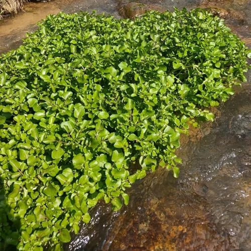 Semi di crescione biologico resistente all'inverno, Nasturzio officinale, perenni antiche varietà da orto 450pcs