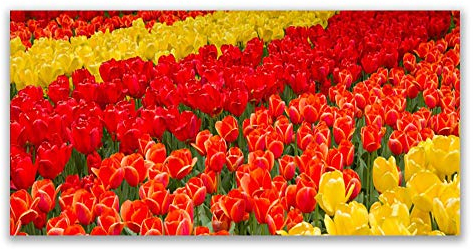 Tulup Acrylic Glass Print 120x60cm Wall Art - Wall Picture Plastic Acrylic Glass - Tulips Floral
