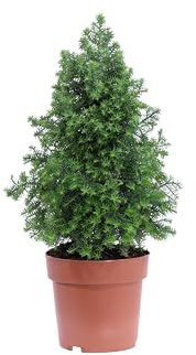 eGarden.store - Pianta vera di Chamaecyparis Thyoides Top Point o Falso Cipresso - Altezza pianta: 30 cm Diametro vaso: 13 cm - Conifera conica nana ornamentale da coltivare in vaso o in piena terra