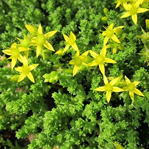 12 unità Sedum Acre 'Elegans' - Rucola d'India 'Elegans' Vaso 9x9cm ±1 m² - Sedum con Fiori Rosa e Crescita Compatata