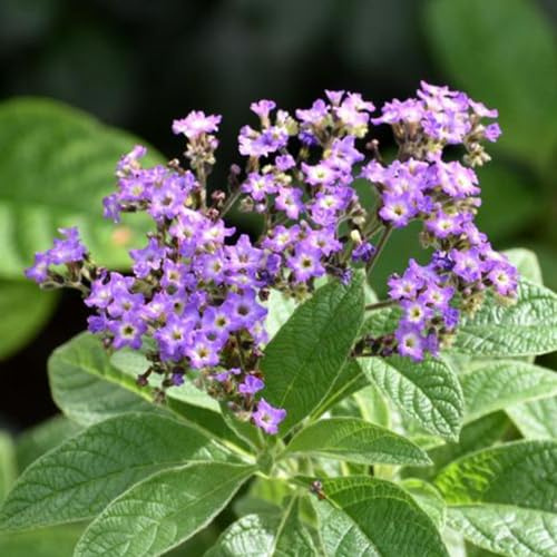 vanilleblume Heliotropium arborescens - schnittblumen schmetterlingsflieder mehrjährige blumensamen garten hochbeet bonsai topf kräutersamen wildkräuter winterharte stauden für pralle 10samen