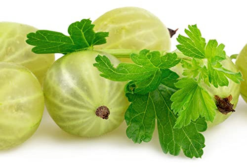 Gooseberry Plant, 1 x Full Plant in a 2 Litre Pot, Fruit, Gooseberry, Garden Fruit, Gooseberries, Garden Ready and Ready to Plant, Premium Quality