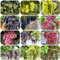 plantas de uva - semillas semillas de frutas plantando fruta fresca variedades antiguas jardín fruto columnar frutas exóticas plantas en macetas frutales -serie raras- pequeños 450pcs