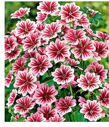 BALDUR Garten Stauden-Malve Zebrina, 3 Pflanzen, Blütenmeer über viele wochen, pflegeleicht, für Beet und Kübel, winterhart, mehrjährig & pflegeleicht