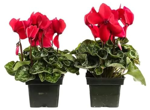 Pack de 2 Cyclamen Naturales para Decorar el Hogar