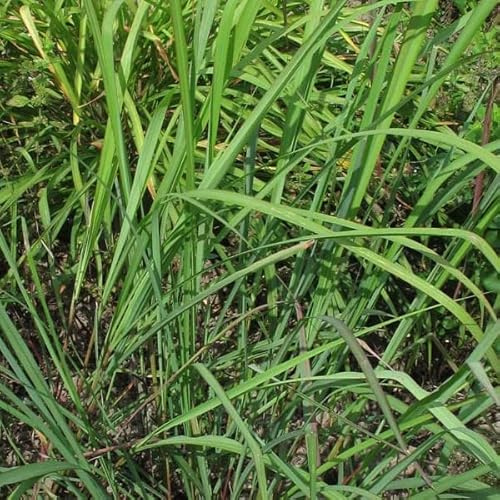 Semillas de Planta Citronela Lemon Grass Sobre de Semillas para Hacer Crecer en Casa