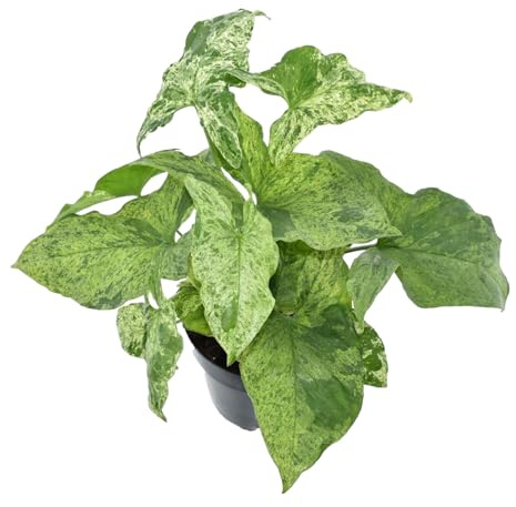 Trendyplants - Syngonium Mottled - Plante d'intérieur - Hauteur 15-35 cm - Taille du pot Ø12cm