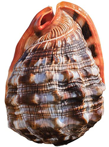 HHOZsafety Conchas de Mar, Conchas de Mar Grandes Naturales Caracol Wanbao Concha Viaje Decoración del Hogar Decoraciones de Bodas en la Playa Coleccionables Paisaje de AC