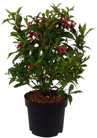 Weigelie, Weigela 'Bristol Ruby', Zierstrauch, Blütenfülle, Bienenweide, pflegeleicht, sommerblühend