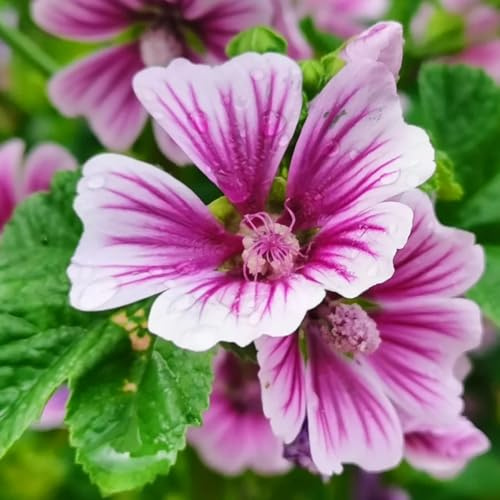 semi di malva esotiche 100pcs