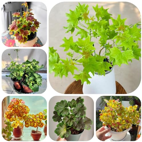 geranien stehend - pelargonium - steingartenpflanzen winterhart balkonblumen, wohnzimmer deko mehrjährig winterhart gartendeko 30samen
