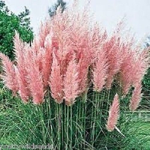 50 Cortaderia Pampas Grass Pink Feather Hardy Perennial 50 Fresh Seeds