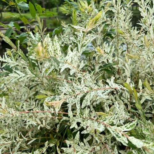 semillas de tallo de sauce arlequín hakuro resistentes para balcón jardín silvestres 80pcs