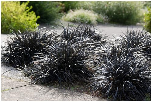 Stauden Gänge 5 x Ophiopogon planiscapus 'Niger' Schwarzer Schlangenbart | Schwarzes Ziergras für Sonne bis Halbschatten, Blüte Juni bis August, mehrjährig, 1 L Topf (11x11 cm)