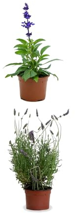 Pack Lavada + Salvia Plantas Naturales Aromáticas de uso Culinario