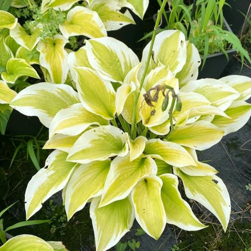 Semi di Hosta, da giardino roccioso resistenti Hosta plantaginea, per giardino regali per gli amanti del giardino decorazione floreale 150pcs