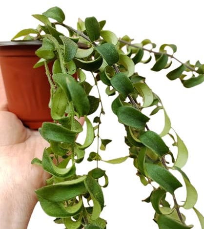 Aeschynanthus lobbianus Eschinanto Rasta pianta da interno pendente con fiori vaso 10 cm