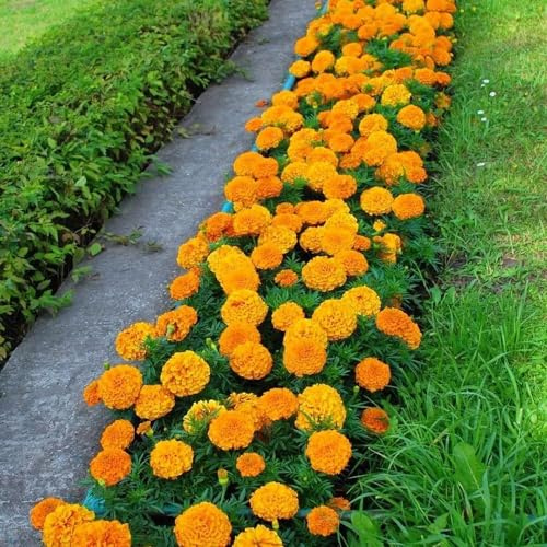 semi di calendula perenni - decorazione balcone esterno appartamento esotiche giardino 550pcs