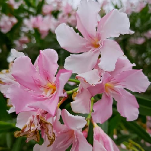 semillas de adelfa, verano jardín variedades antiguas raras jardín para exterior resistentes al aire libre silvestres para 20pcs