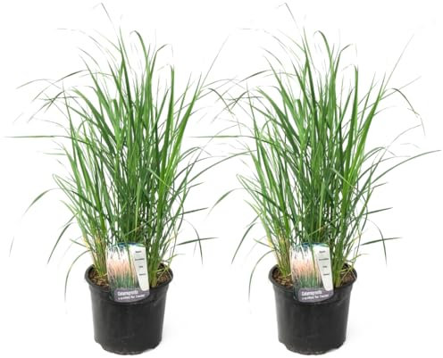Plant in a Box - Calamagrostis Karl Foerster - Juego de 2 - Hierba - Hierba ornamental - Tamaño de maceta 23 cm - Altura 40-60 cm