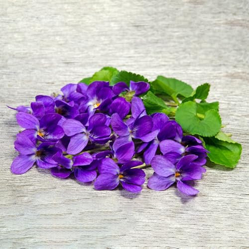 Duftveilchen Samen， pflanzensamen，bienenfreundlich，dekopflanzen samen anzucht，einfach zu Pflanzen deko garten，Sehr Bienen und Insektenfreundlich bodendecker，gartendeko für draußen 60pcs