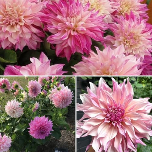 Dinnerplate Dahlia Cafe au Lait Royal x 1 Tuber. Dusky Pink and Milky-Coffee-Coloured Blooms. Easy to Grow