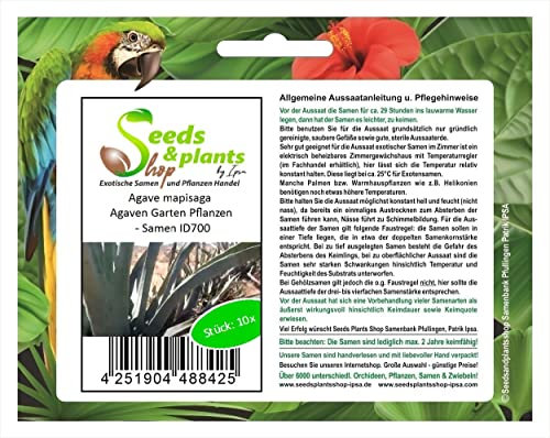 Stk - 10x Agave mapisaga Agaven Garten Pflanzen - Samen ID700 - Seeds & Plants Shop by Ipsa