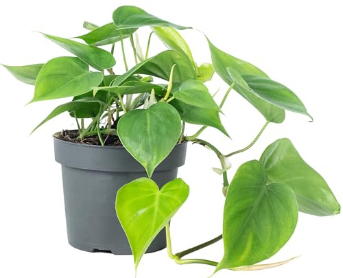 Philodendron Scandens Natural Planta Colgante Resistente y de Riego Moderado