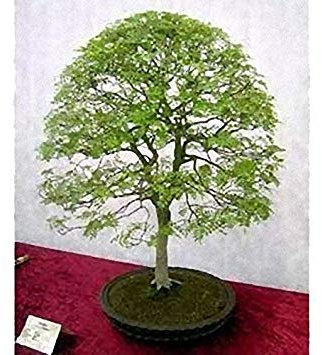 Semilla de maceta 25 árboles de pistacho Semi RariSamen