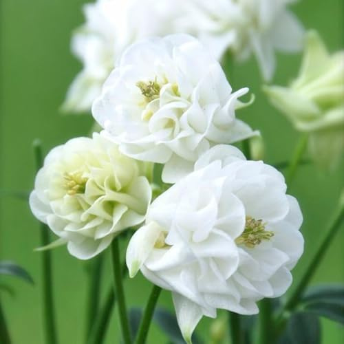 semi di aquilegia,meravigliosamente luminosi con regali per gli amanti del giardino-decorazione soggiorno semi di to 300pcs