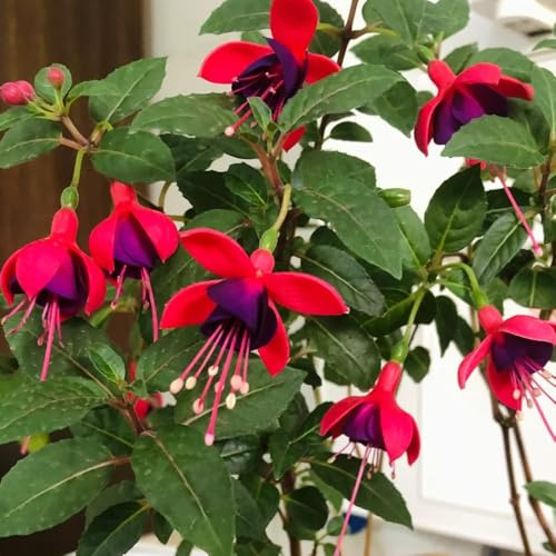 fuchsiensamen - fuchsien winterhart blühend, blumenteppich balkon bodendecker winterhart mehrjährig 130pcs