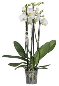 Sehr schöne große Orchidee 70 cm hoch/Phalaenopsis Nottingham Zimmerpflanze mit 5 Trieben echte Pflanze nicht KÜNSTLICH echte Zimmerpflanze ohne Topf