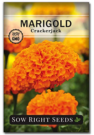 Sow Right Seeds - Crackerjack Marigold Seeds for Planting Outdoors - High Yield African Marigold Flowers - Cempasuchil Marigolds - Ideal for Gardens, Borders, Flowerbeds - Non-GMO Heirloom (1)