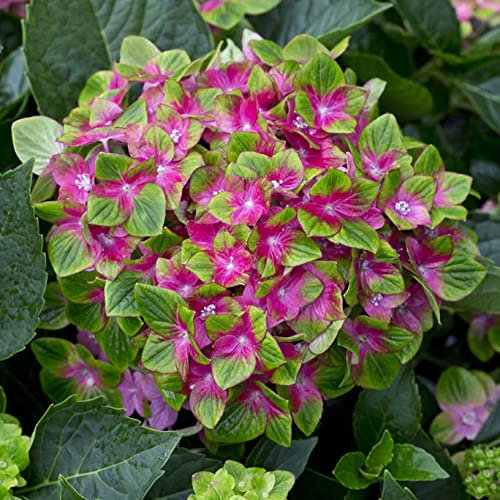 You Garden - 3 x Hydrangea 'Glam Rock' (Schloss Wackerbath) in a 9cm Pot
