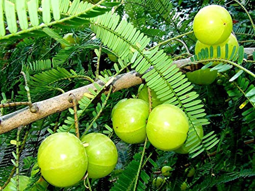 10 semi-Phyllanthus Emblica