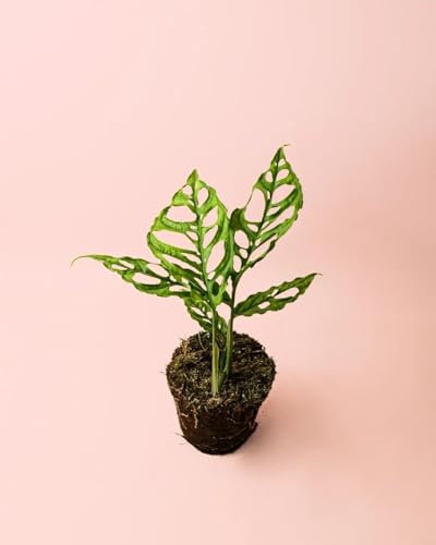 PUR PLANT Monstera obliqua de Perú | Planta natural de interior premium | Maceta de Ø12 cm | Rara y exclusiva, de hojas perforadas