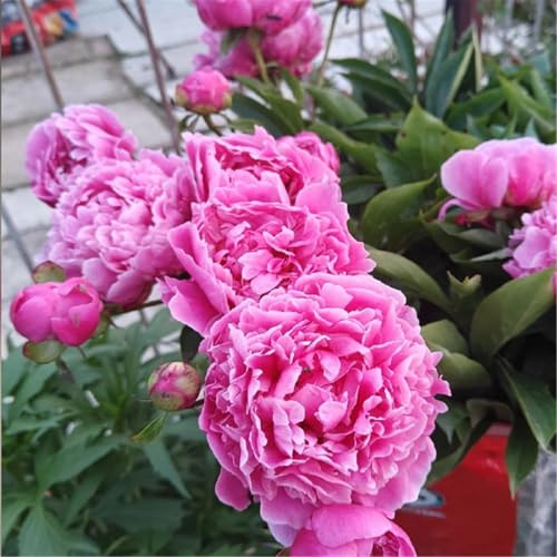 Peonía tuberosa perenne - muchos colores mezclados para plantar en primavera - atrae abejas - resistente a los ciervos-2bulbos-D