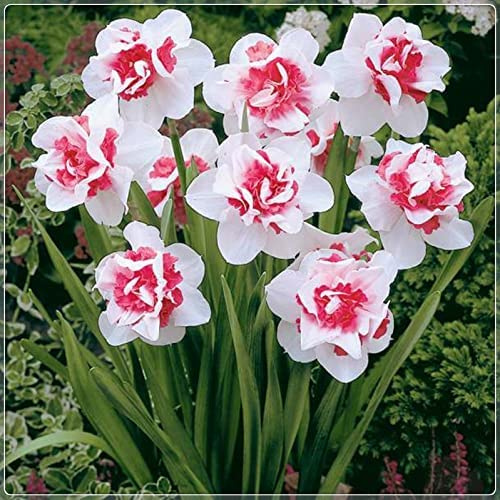 adatte come regali per le feste, giardini e balconi, Raro Rizoma Di Narciso, Resistente All'Inverno, Perenne resistente/Regalo/Crescita,-6bulbs-B