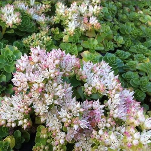 6x Teppich Fetthenne 'Album' - Sedum spurium 'Album (S)' - Topf 9x9cm