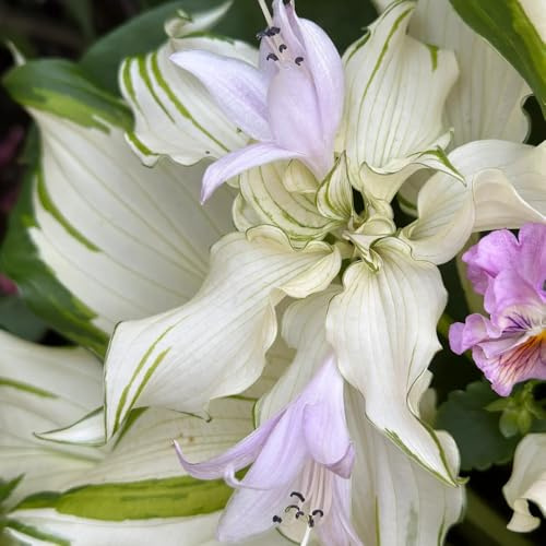 semi di hosta resistenti - giardino vecchie varietà in vaso 1200pcs