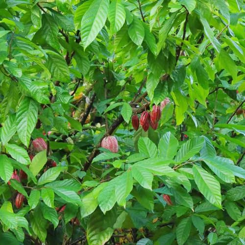 Kakaobaum blumengarten obstsamen gartenkräuter heilkräuter obstbaum bonsaibaum säulenobst balkonpflanzen winterhart mehrjährig pflanztöpfe kräuterpflanzen extrem winterharte 150samen
