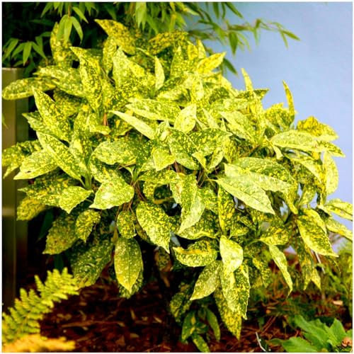 GrowOn Shrubs Japanese Laurel Aucuba Japonica 'Golden Girl' | Evergreen Shrub | Outdoor Garden Ready Plant | Spring Flowering | Reddish-Purple Flowers