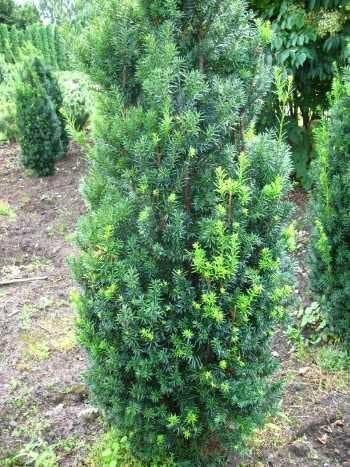 Becher Eibe Taxus media Hicksii 50-60 cm hoch mit Ballen